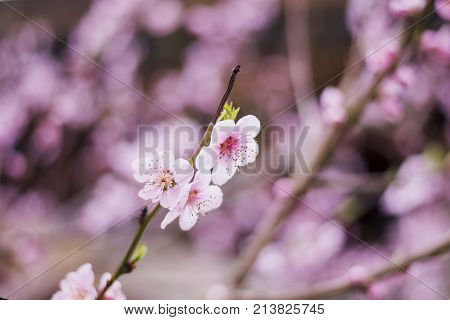 nature spring tree blossom branches isolated close up