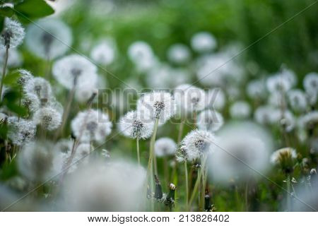 summer dandelion plant field. nature garden background