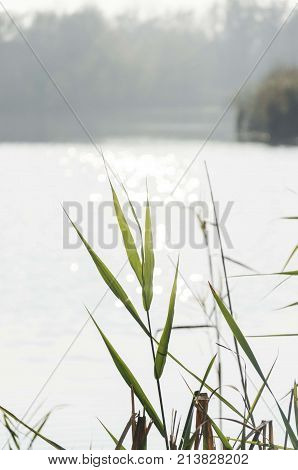 nature lake river bulrush reed green leaves with bokeh lights from water