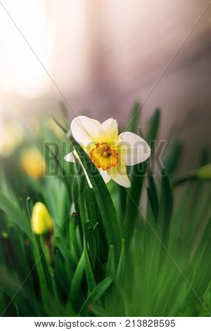 nature garden narcissus flower isolated close up