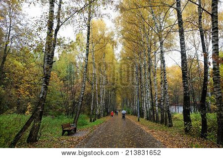 Birch Alley in the Terletsky Park in Autumn