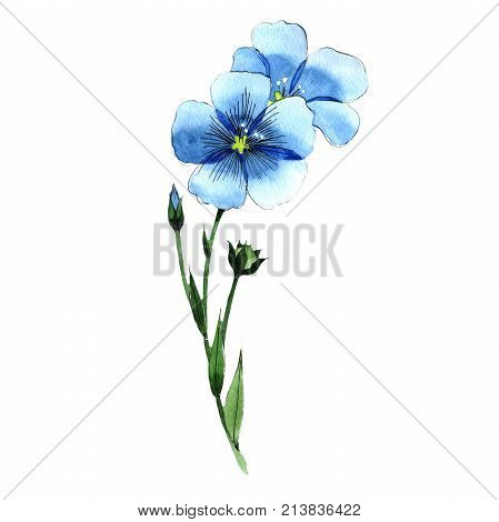 Wildflower flax in a watercolor style isolated. Full name of the plant: flax . Aquarelle wild flower for background, texture, wrapper pattern, frame or border.