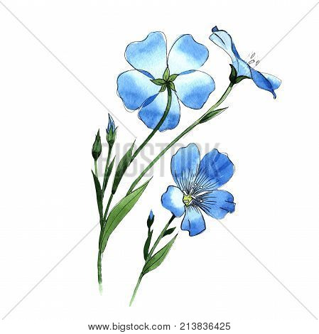 Wildflower flax in a watercolor style isolated. Full name of the plant: flax . Aquarelle wild flower for background, texture, wrapper pattern, frame or border.