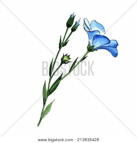 Wildflower flax in a watercolor style isolated. Full name of the plant: flax . Aquarelle wild flower for background, texture, wrapper pattern, frame or border.
