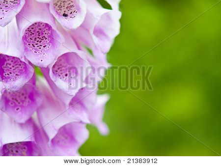 Violet Flower