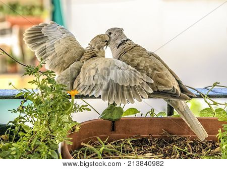 Turtledoves nesting in a balcony in summer.
