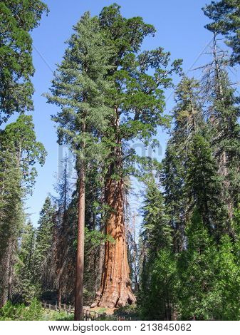 scenery at the Sequoia and Kings Canyon National Park with sequoia trees in California USA