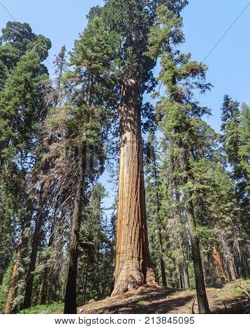 scenery at the Sequoia and Kings Canyon National Park with sequoia trees in California USA