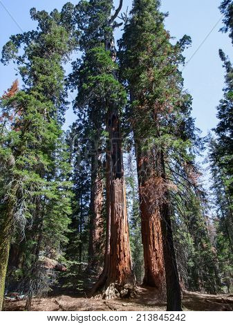 scenery at the Sequoia and Kings Canyon National Park with sequoia trees in California USA