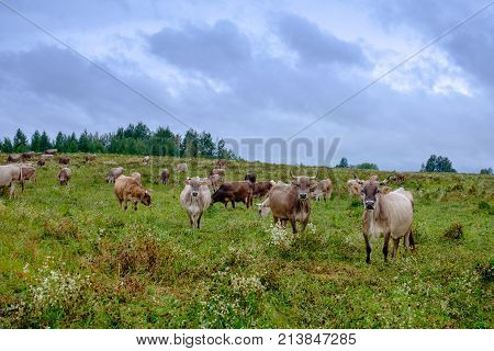 Cows Grazing On The Field