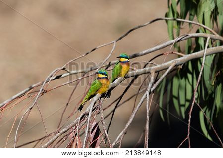 Blue Breasted Bee Eaters (merops Variegatus)