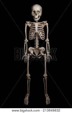 Plastic skeleton of a man isolated on black background