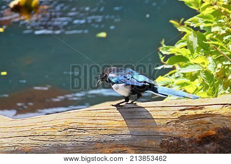 Black-billed magpie (Pica hudsonia) sits on a fallen tree by Cub Lake in Rocky Mountain National Park