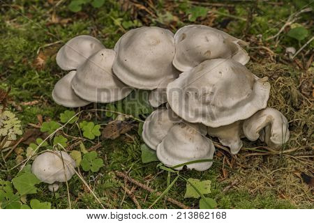 White mushroom in green autumn wet forest