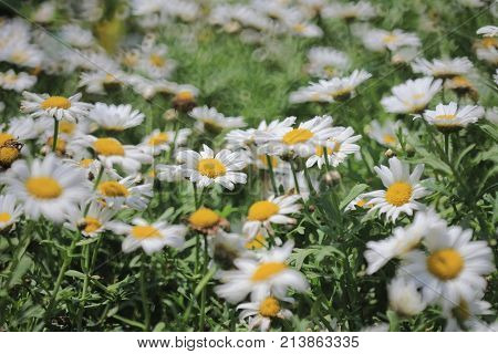 Leucanthemum Paludosum  Flowers  Flower Show At Nature Back Ground