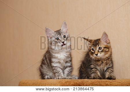 Two cute little kitty bobtail. Pets. Hypoallergenic cat breed. Portrait of a tabby cat.