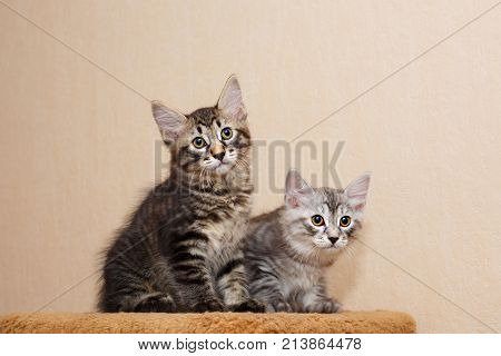 Two cute little kitten Bobtail. Pets. Hypoallergenic cat breed. Portrait of a striped and furry cat.