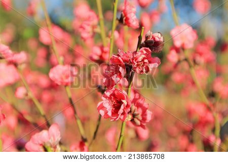 Prunus Mume