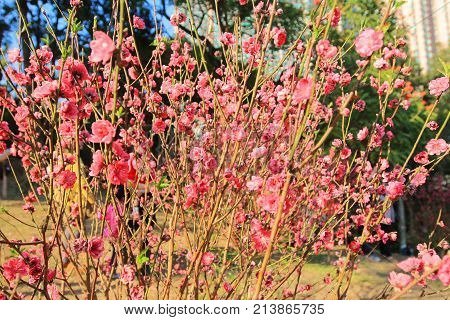 Prunus Mume
