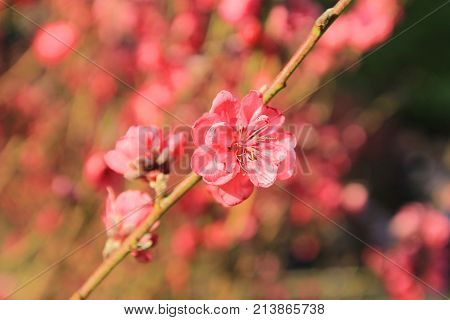 Prunus Mume