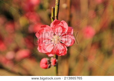 Prunus Mume