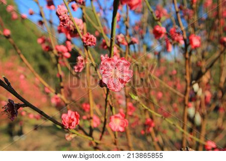 Prunus Mume