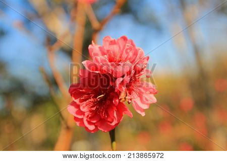 Prunus Mume
