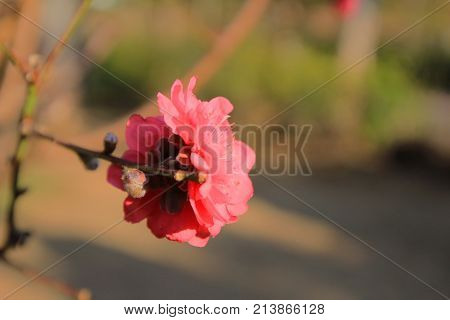 Prunus Mume