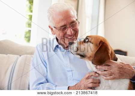 Senior Man Sitting On Sofa At Home With Pet Beagle Dog