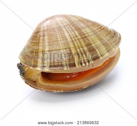 chinese mactra, aoyagi, japanese sushi topping isolated on white background