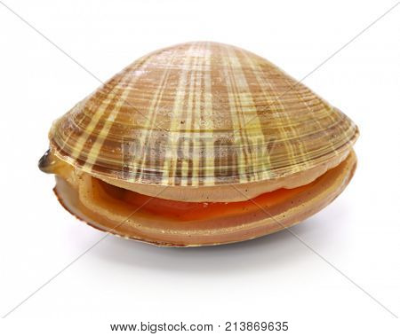 chinese mactra, aoyagi, japanese sushi topping isolated on white background