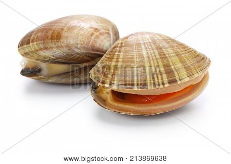chinese mactra, aoyagi, japanese sushi topping isolated on white background