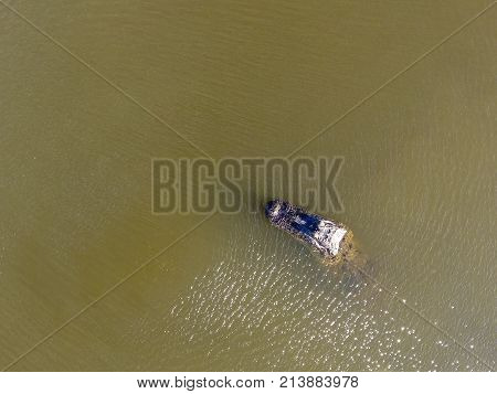 Adult American Alligator in Mobile Bay, Alabama