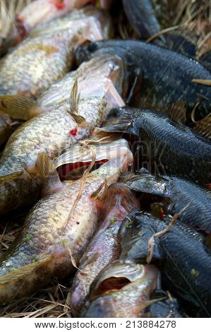 Summer fishing on the lake, Perccottus glenii