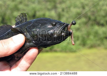 Summer fishing on the lake, Perccottus glenii