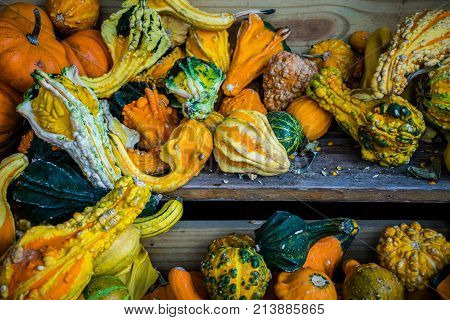 Halloween Season Is Upon Us And Many Of The Best Halloween Pumpkins Are Gone And Only The Small Shri