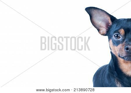 Half muzzle of a dog on a white background isolated.
