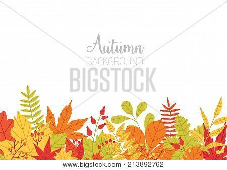 Horizontal banner with various colorful autumn tree leaves at bottom edge and place for text on white background. Seasonal backdrop with bright colored botanical elements. Natural vector illustration