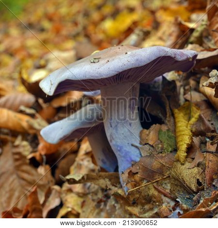 edible lepista nuda mushrooms in the forest