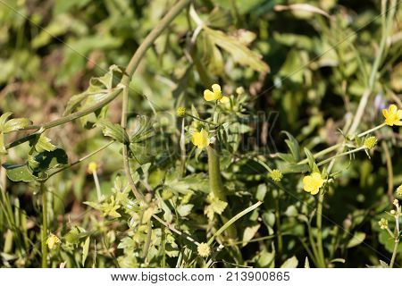 African Buttercup (ranunculus Multifidus)
