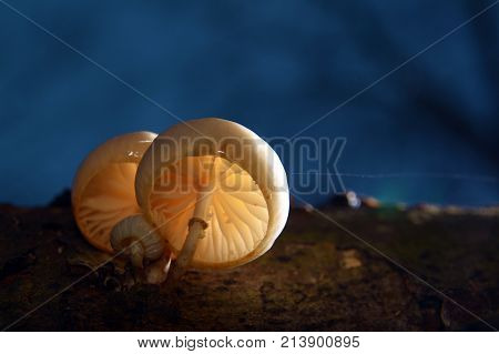 closeup of a mucidula mucida mushroom in the forest