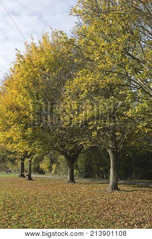 Colourful autumn trees in Wickford Memorial Park Essex England