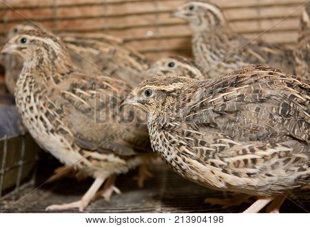 A few quails in a cage on a chicken farm