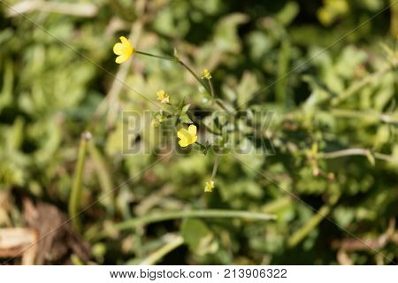 African Buttercup (ranunculus Multifidus)