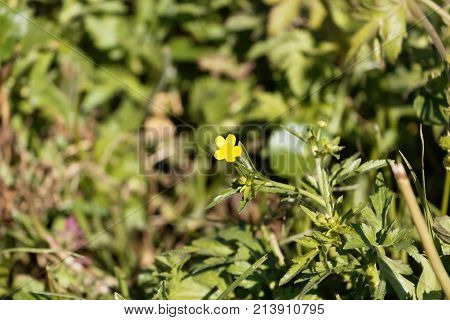 African Buttercup (ranunculus Multifidus)