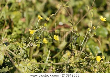 African Buttercup (ranunculus Multifidus)