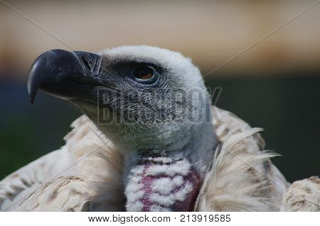 African White Back Vulture evil eye closeup