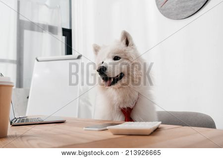 Samoyed Dog In Office