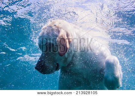 Playful labrador puppy in swimming sea has fun - dog jump and dive underwater to retrieve shell. Training and active games with family pets and popular dog breeds on summer holiday.