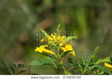Close Up Of Yellow Flower, Yellow Elder